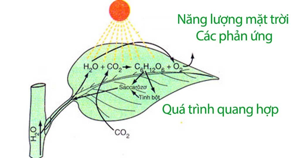 Các giai đoạn chính trong quang hợp